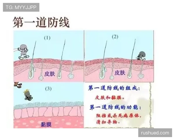 帕雷德斯与比索马中场覆盖范围的分化：从传中枢纽向防线屏障的转向